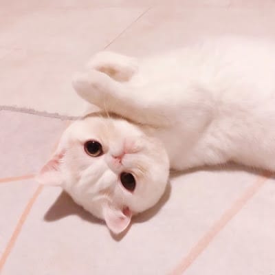 شام ادریس avatar